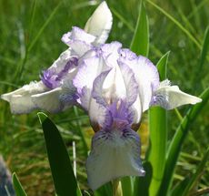 Zwerg-Iris-3.jpg